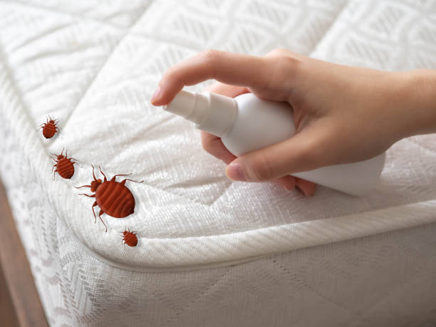Insect Control in Hudson, NC